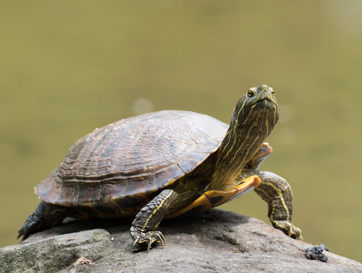 Turtles Survive Frigid Hibernations By Breathing Through Their Butts ...