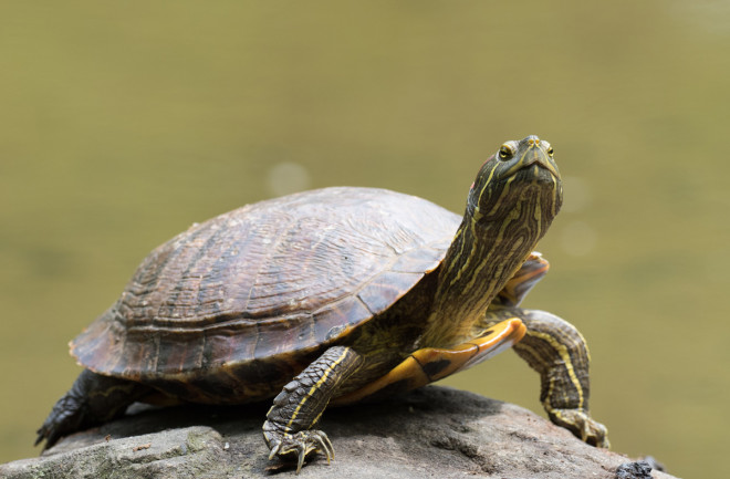 Turtles can’t head south for the winter, so they hibernate in rivers, lakes and ponds. (F_studio)