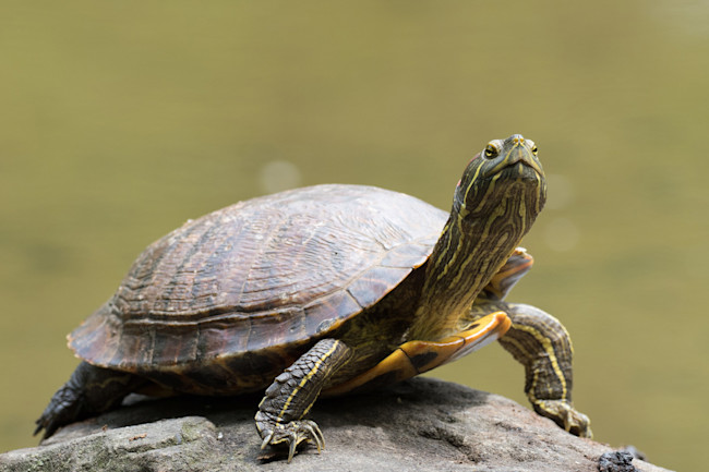 Turtles Survive Frigid Hibernations By Breathing Through Their