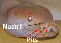 Python_pits.jpg