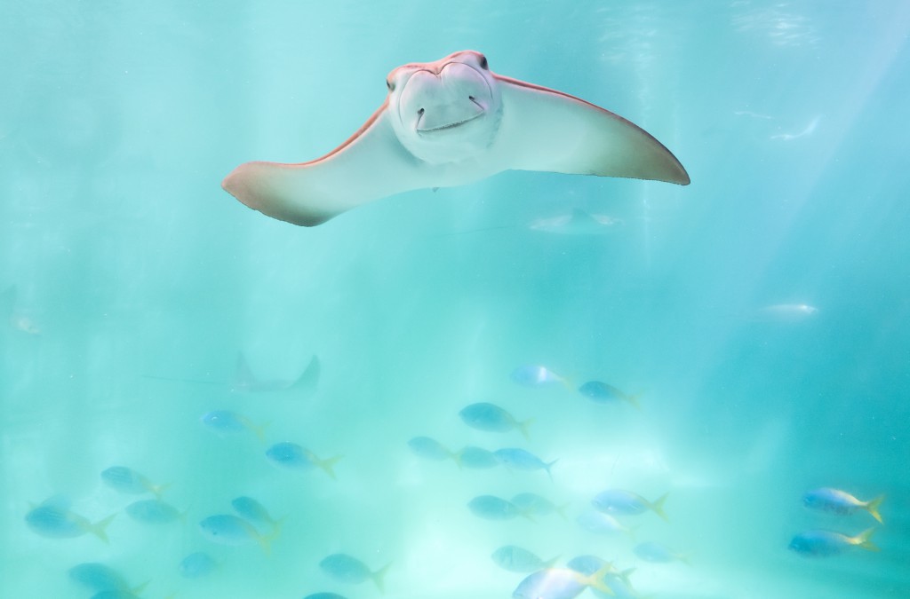 Cownose Rays Are Going to Need a Bigger Pool - The New York Times