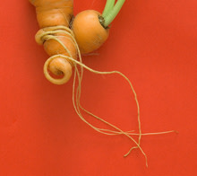 carrot.jpg