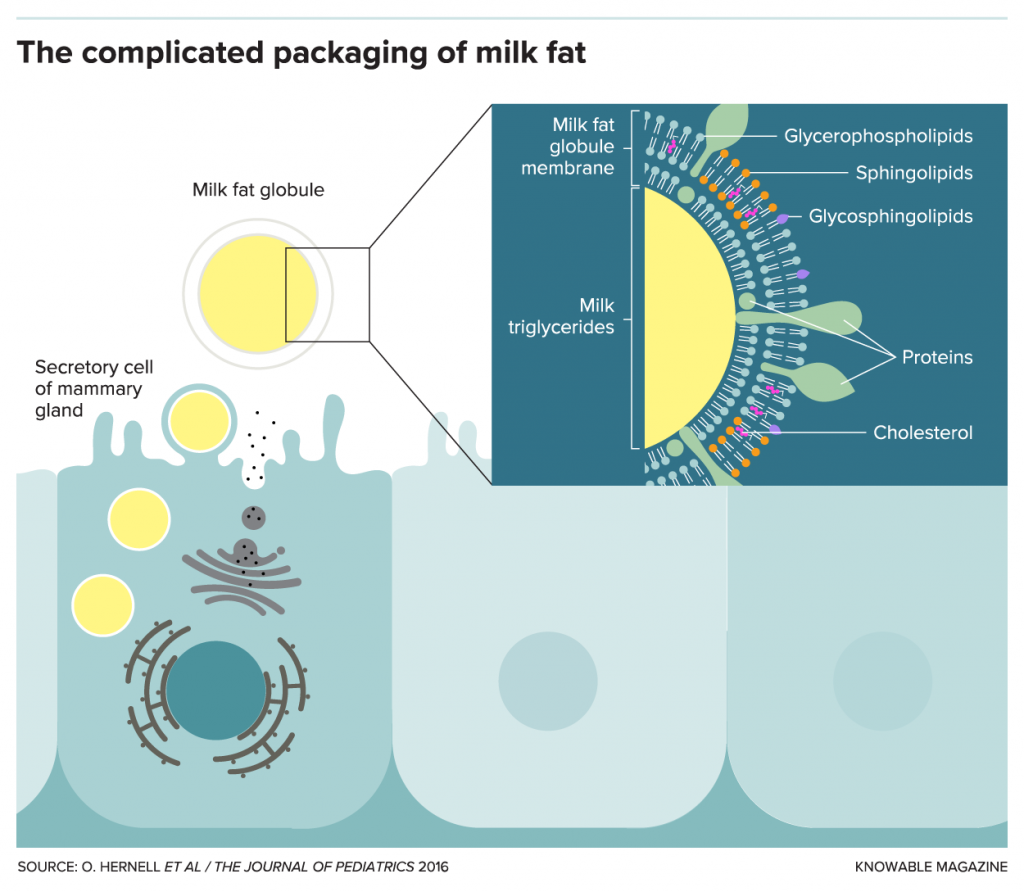 G-milk-fat-packaging-alt-1-1024x892