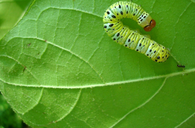 caterpillar-w-ant-1024x757.jpg