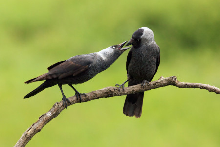 Mates for Life? The More We Learn About Animal Sex, the Rarer True Monogamy Becomes