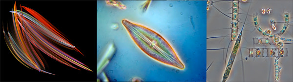 Phytoplankton.jpg