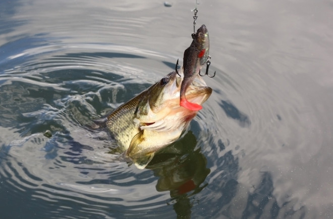 Fish Lure Fishing - Shutterstock