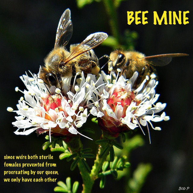 bee-mine.jpg