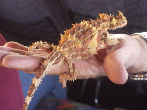 Thornydevil.jpg