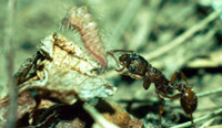 Ant_large_blue_butterfly.jpg
