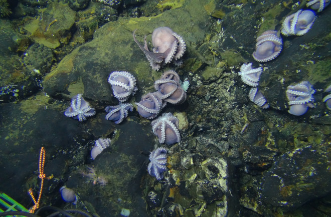 17 octopods congregate on the sediment free surface of Dorado Outcrop, 16 are in the brooding posture. (Credit: Phil Torres, Dr. Geoff Wheat)