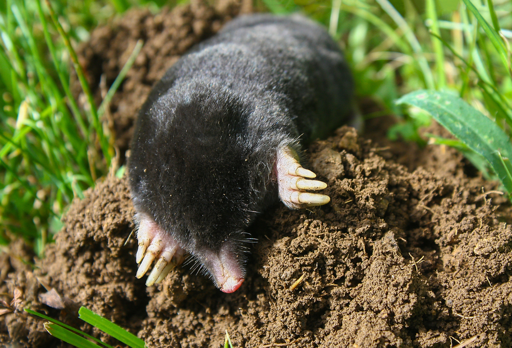 The Extraordinary Case Of The Ferocious Female Moles thumbnail