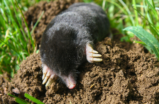 European mole (Talpa europaea) is a mammal of the order Eulipotyphla. It is also known as the common mole and the northern mole.