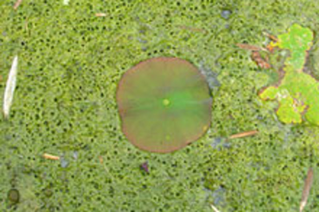 algae-3.jpg