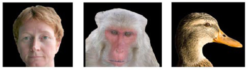 Humanmonkeyduck.jpg