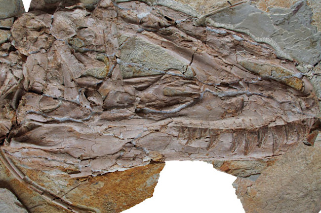 Yutyrannus_skull.jpg