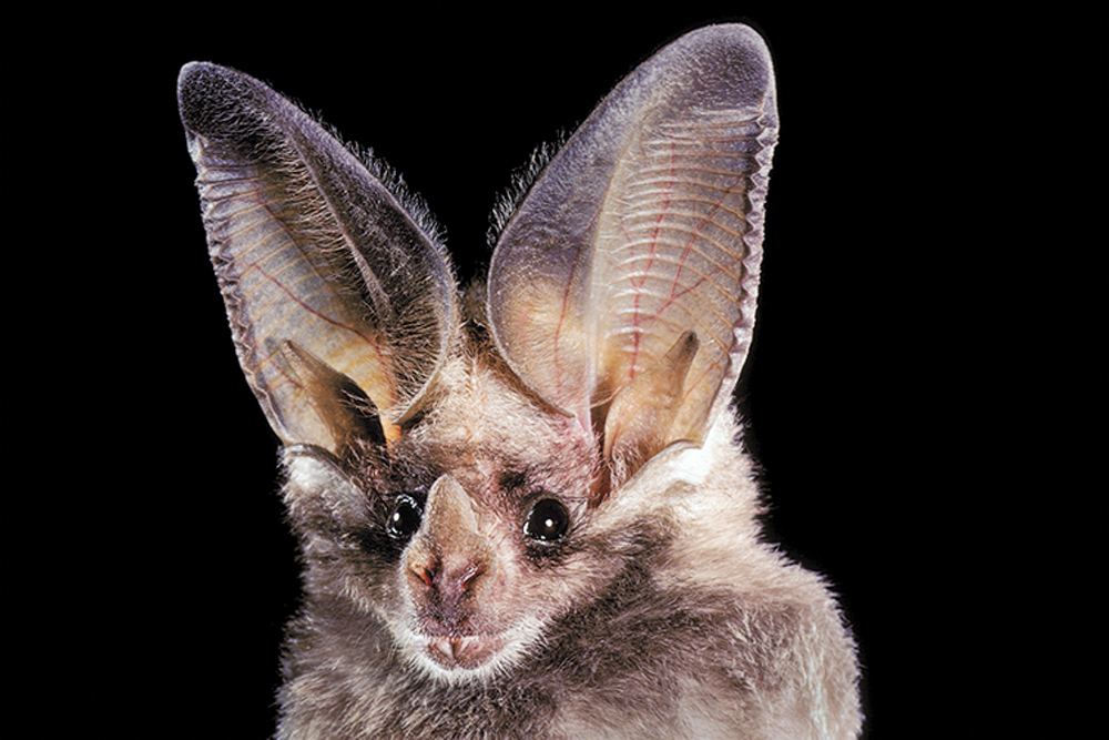California-Leaf-Nosed-Bat.jpg