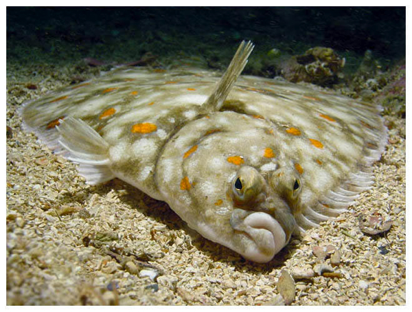 flounder fish