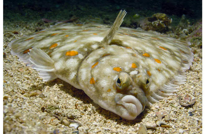 flounder-600.jpg