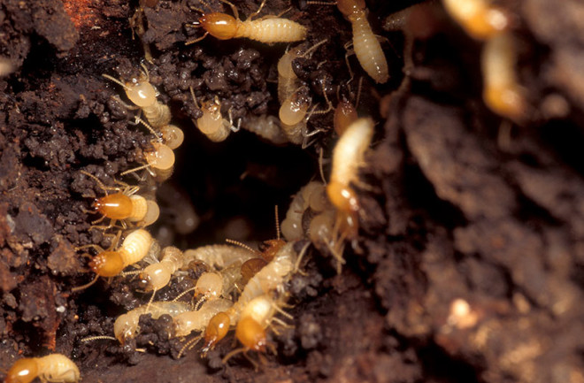 Formosan-Subterranean-Termites