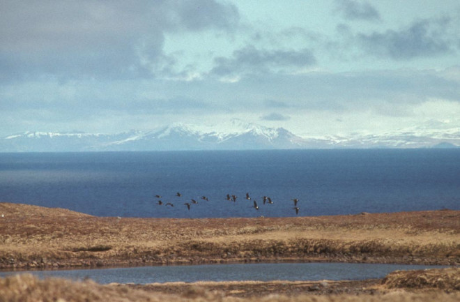 Amchitka, Alaska