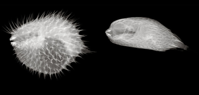 The Inner Life of Fish Revealed… by XRays Discover Magazine