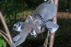 Lemur_mom_scent_marking_2-300x197.jpeg