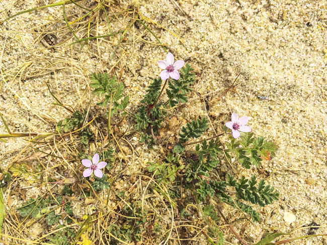 snake-seed-dispersal-Erodium-cicutarium.jpg