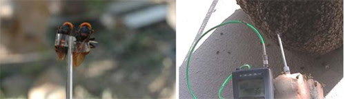 Hornet_on_a_stick.jpg