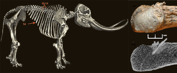 Mastodon.gif