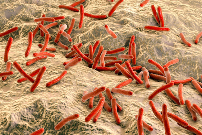 Leprosy Reborn How A Long Maligned Disease Might Unlock The Secrets Of Stem Cells Discover Magazine