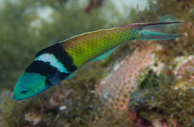 Blueheaded Wrasse - Shutterstock