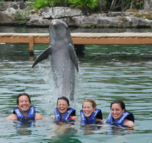 dolphin1.jpg