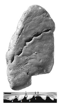 Coprolite.jpg