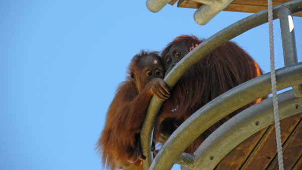 Orangutans_mum_baby_lookout.jpg