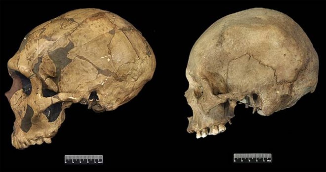 Neanderthal Brains: Bigger, Not Necessarily Better