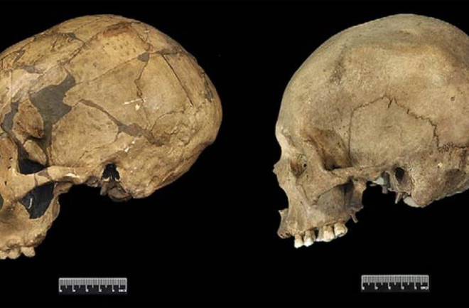 Neanderthal vs Human Skulls - J Human Evol