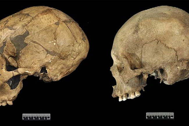 Neanderthal Brains Bigger Not Necessarily Better Discover