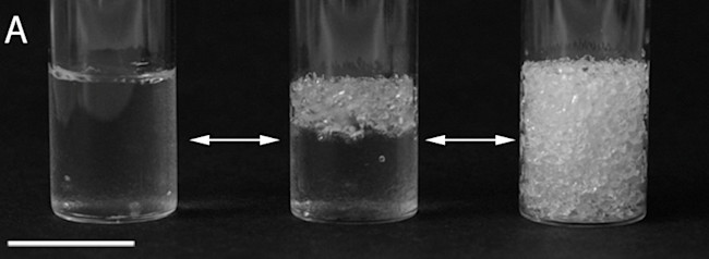 Clear As Mud: Researchers Make Transparent Soil For Plant Research ...