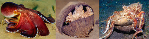 VeinedOctopus_coconut.jpg