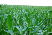 corn220.jpg