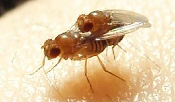 Drosophila_mating.jpg