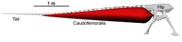 Caudofemoralis.jpg