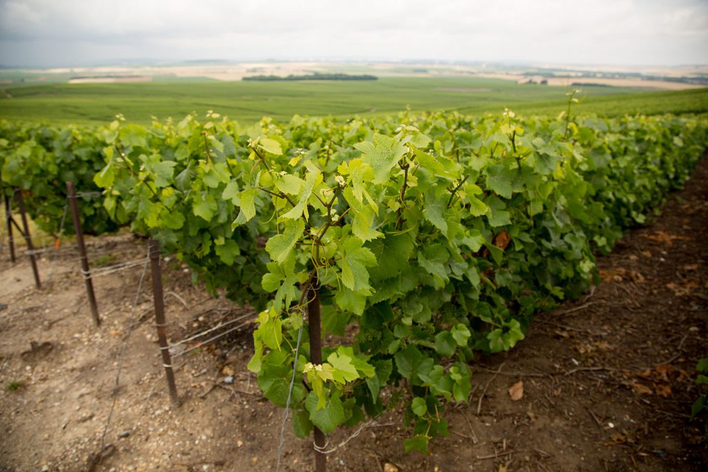 The Origins of the Domesticated Grapevine