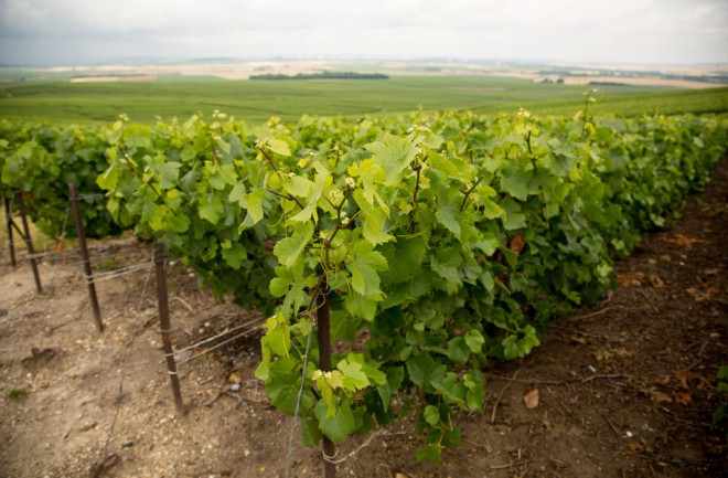 Grapevines in Rural France - Wikimedia Commons