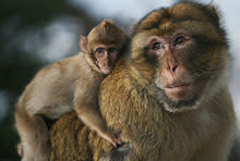 monkey-mom-and-baby.jpg