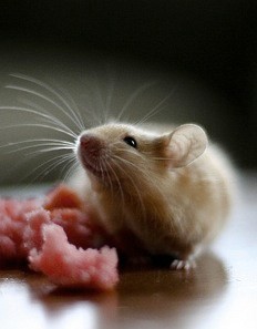 mousy.jpg