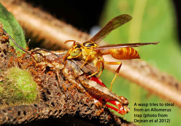 Wasp_Allomerus.jpg