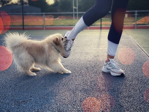 Dog bites shoes deals while walking