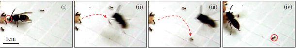 Wasp.jpg